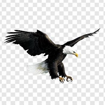 Black Eagle Png Images Free Download Transparent Background Free ...