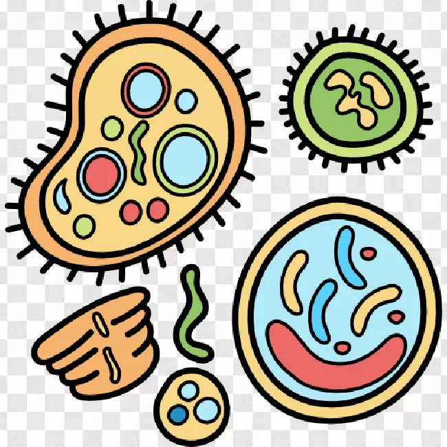 Bacteria Png Free Download