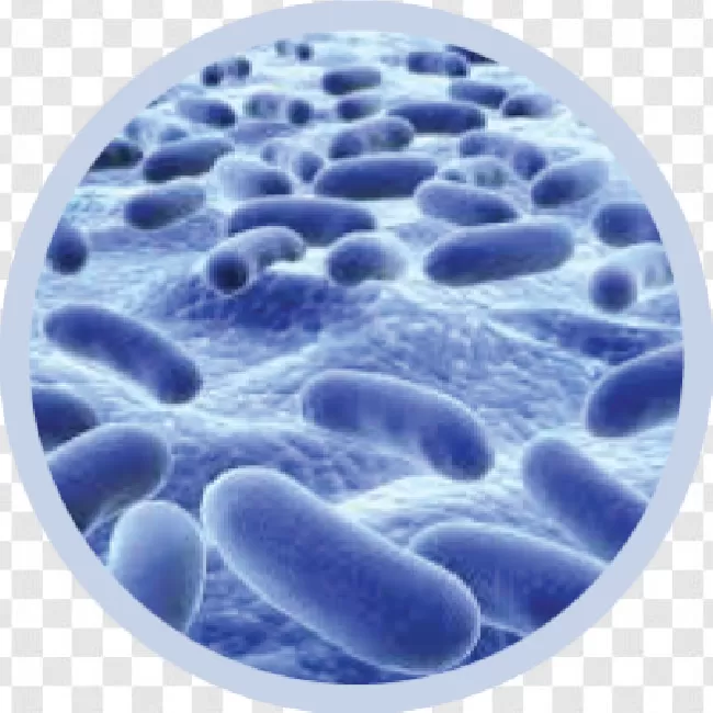 Bacteria Transparent Images Png Free Download