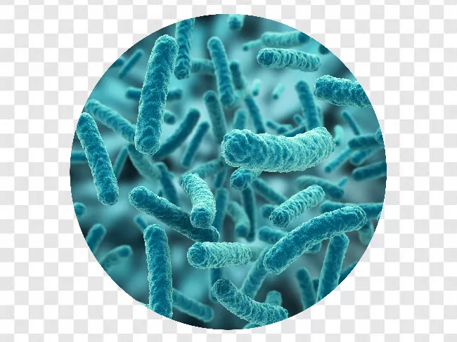 Bacteria Transparent Pictures Free Download