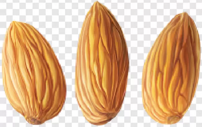 Badam Transparent Png Images Free Download