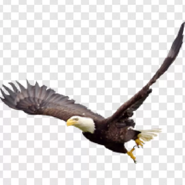 Eagle Cute Free Clipart Hd Transparent Background Free Download - Png App