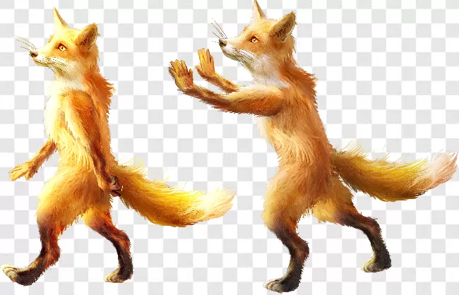 Fox No Backround Images Free Download