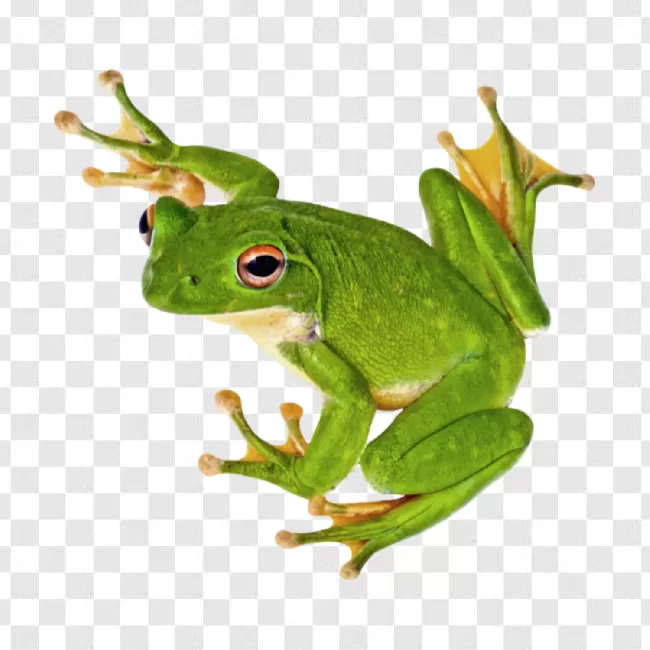 Green Frog Png Image Download Free Transparent Background Free Download